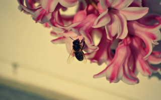 Bee flowers vase watercolor macro - a bee free wallpaper