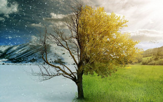 Tree field mountain snow bird - winter free wallpaper