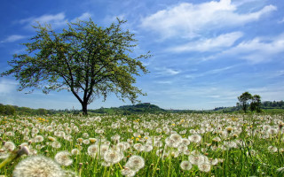 Dandelion field blue sky horizon - under free wallpaper for desktop
