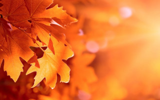 Leaf sun dusk autumn blurry - a close up of a leaf free wallpaper