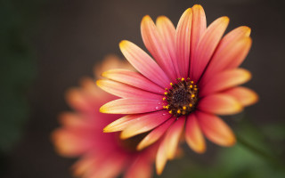 Flower daisy lily sunflower pink - a blurry background behind free wallpaper