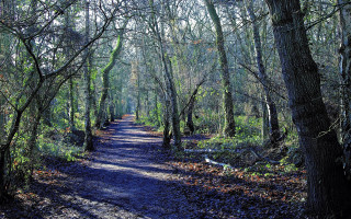 Dirt road trees leaves bench - a dirt road free wallpaper
