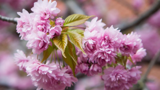 Pink flower branch brick wall - a branch of a tree free wallpaper