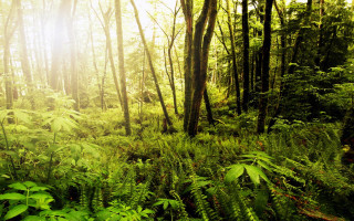 Lush green forest trees fern - free forest wallpaper