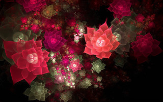 Red pink roses black background - image of a bunch free wallpaper