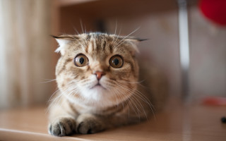 Surprised cat table big eyes - look free wallpaper