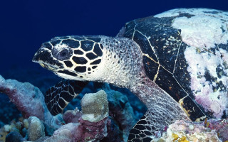 Turtle coral reef underwater moon - aquirax uno free wallpaper for desktop