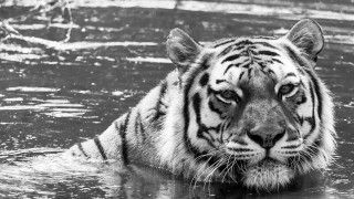 Tiger swimming water head above - a tiger free wallpaper