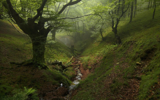 Lush forest stream hillside light - a stream running free wallpaper