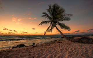 Palm tree beach sunset clouds - a matte painting free wallpaper for desktop