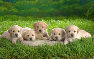 Puppies rock grass bushes cute - anne rigney free wallpaper