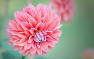 Pink flower blooming macro nature - a pink flower free wallpaper