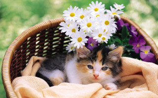 Kitten basket flowers blurry stilllife - a kitten free wallpaper