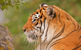 Tiger shade tree branch distance - a tiger free wallpaper