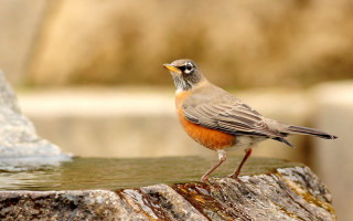 Bird rock pond rock wall - naturalism free wallpaper