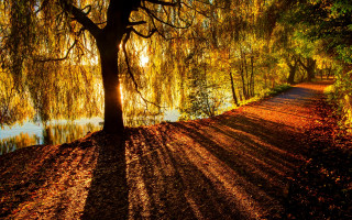 River tree autumn leaves fire - a path free wallpaper