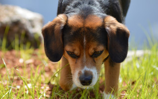 Sad dog in grass blurry - a dog free wallpaper for desktop