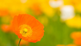 Orange flower field bokeh blurry - single free wallpaper