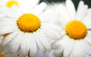 White flowers water droplets macro 2 - a close up of a bunch free wallpaper