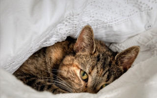 Cat laying white blanket eyes - a white blanket free wallpaper