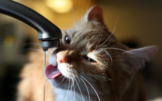 Cat licking faucet blue eyes - its tongue free wallpaper