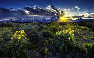 Flower field mountains sunset sunrays - sun ray free wallpaper