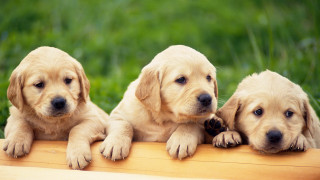 Three puppies smiling wooden bench - chang daichien free wallpaper