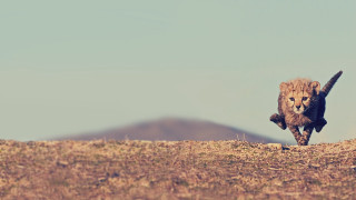 Cheetah drygrass mountains blue sky - a dry grass field free wallpaper