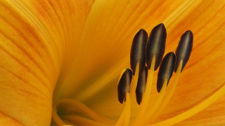Yellow flower black stamens macro - anne rigney free wallpaper