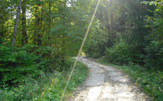Dirt road forest bear nature - alen divi free wallpaper
