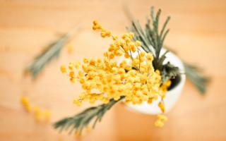 White vase yellow flowers pine - a white vase free wallpaper