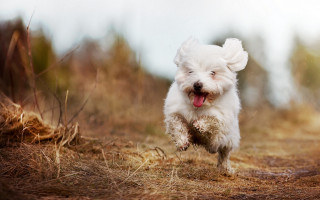 Small white dog running field 3 - dry free wallpaper