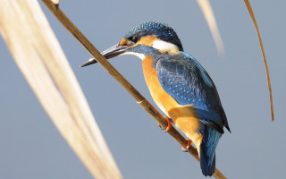 Bird branch long beak blue - body free wallpaper