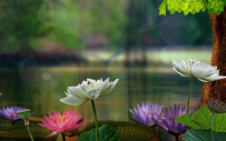 Flowers grass pond lily daisy - a group of flowers free wallpaper