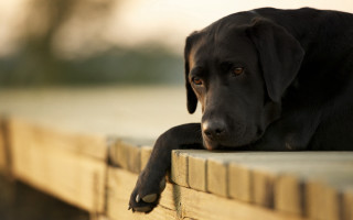 Black dog sitting on bench - his face free wallpaper
