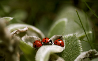 Ladybugs leaf sun forest macro 2 - bernd fasching free wallpaper for desktop