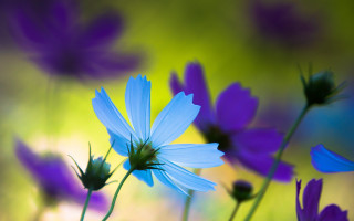 Blue flowers butterfly bokeh purple - claire dalby free wallpaper