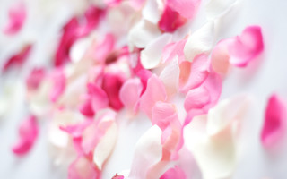 Pink white roses petals blurry - a close up of a bunch free wallpaper