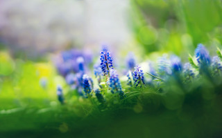 Blue flower bokeh garden shallow - a close up of a bunch free wallpaper