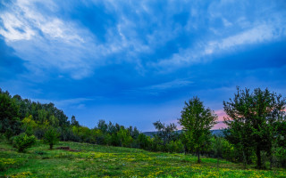 Cloudy sky field trees flowers - below free wallpaper