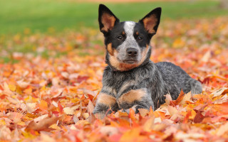 Dog leaves autumn sad eyes - a field of leaves free wallpaper