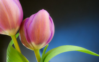 Two pink flowers green leaves - two pink flower free wallpaper