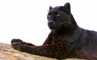Black leopard tree branch serious - anne nasmyth free wallpaper