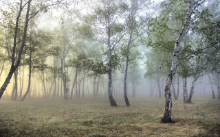 Foggy forest path bush cherry - tree and grass free wallpaper