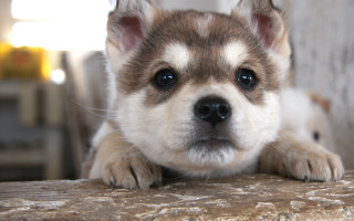Puppy sad shiba inu wooden - a wooden bench free wallpaper