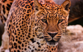 Leopard closeup rocky background bokeh - a close up of a leopard free wallpaper