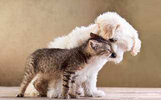 Cat dog rubbing table naturalism - a cat and a dog free wallpaper