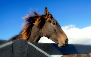 Horse head over fence wind - a fence free wallpaper