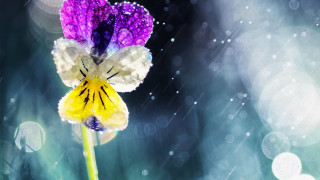 Purple white flower rain drops - arthur quartley free wallpaper