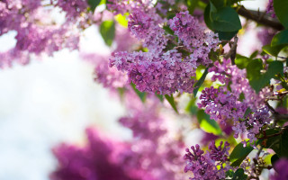 Purple cherry blossoms macro impressionism - bracha l. ettinger free wallpaper